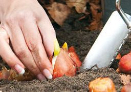 Bloembollen planten in het najaar