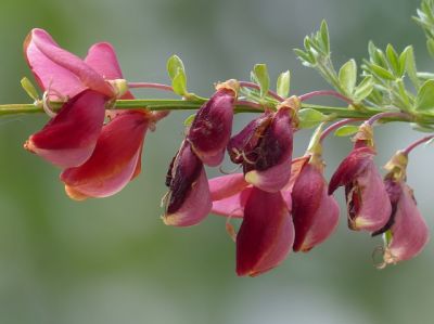 Wat te doen in de tuin in juni?