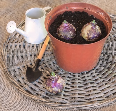 Zomerbollen planten